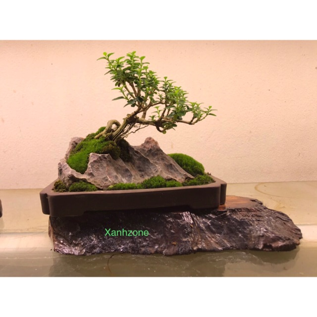 Khay đĩa nhật tạo dáng bonsai