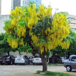 Com bo 3 Cây muồng hoàng yến (cây osaka)