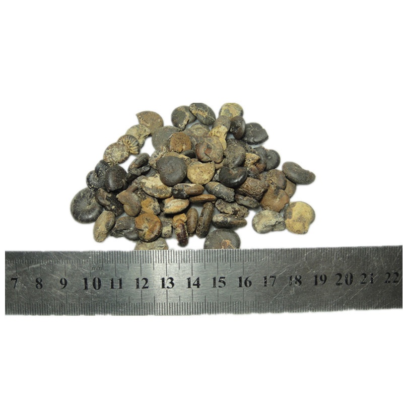 Bộ Sưu Tập Hóa Thạch Cao Ammonite Ốc Sên Tự Nhiên Cho Vẹt