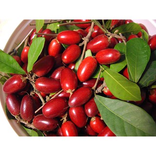 HẠT GIỐNG CÂU KỶ TỬ - 1 Gói