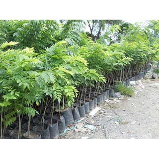 Cây giống gỗ Sưa đỏ.