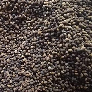 Hạt giống cây bồ đề lâm nghiệp gói 30 hạt/gói