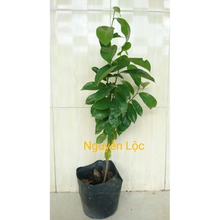 Cây giống mãng cầu xiêm cổ + Tặng (0,3kg) phân hữu cơ cao cấp