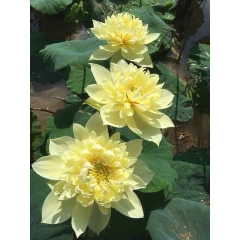 Củ Sen Thái Giống- 12 Loại- cho hoa sau tầm 1 tháng trồng