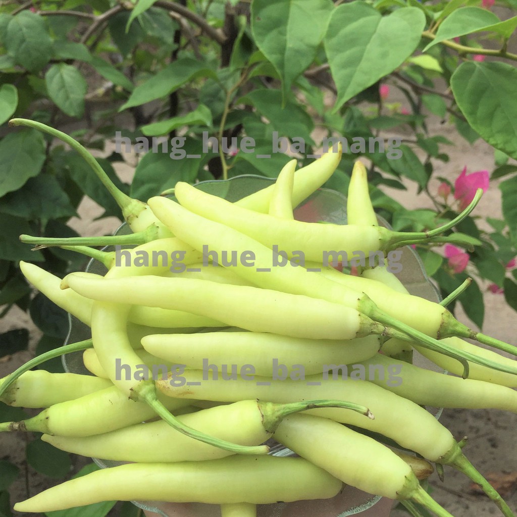 Ớt xanh Huế cay bùng vị - gói 500g - Kho cá ăn kèm rất ngon