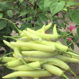 Ớt xanh Huế cay bùng vị - gói 500g - Kho cá ăn kèm rất ngon