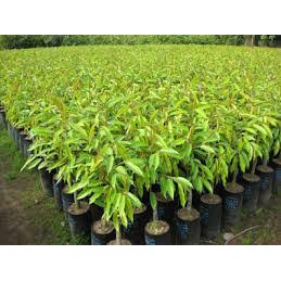 CÂY SẦU RIÊNG-GIÁ TRỊ KINH TẾ CAO-CÂY CAO 50-60CM