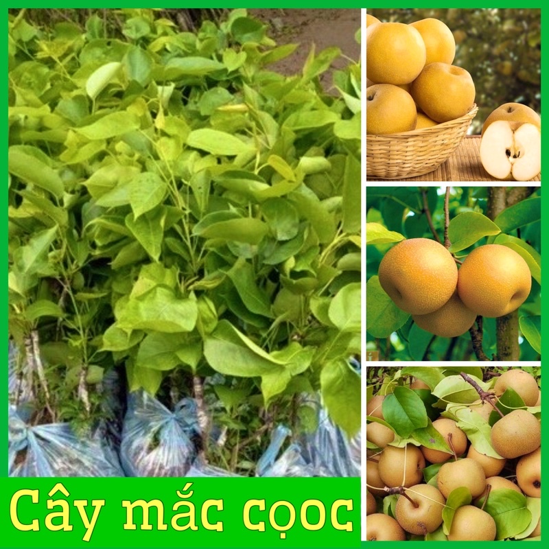 Cây giống lê nâu (mắc coọc) giòn ngọt mát cây giống cao 70-80cm