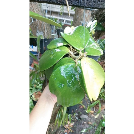 Lan cẩm cù lá trái tim