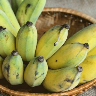 CHUỐI  ÉP TRÒN BẾN TRE