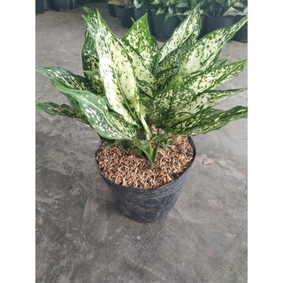 ngọc Ngân bán sĩ