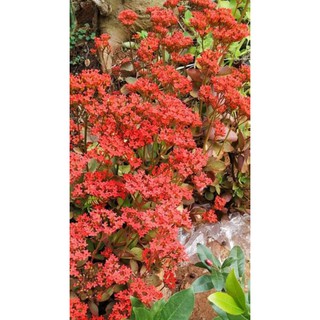 Hoa sống đời(cây giống,có cây đã cho hoa)