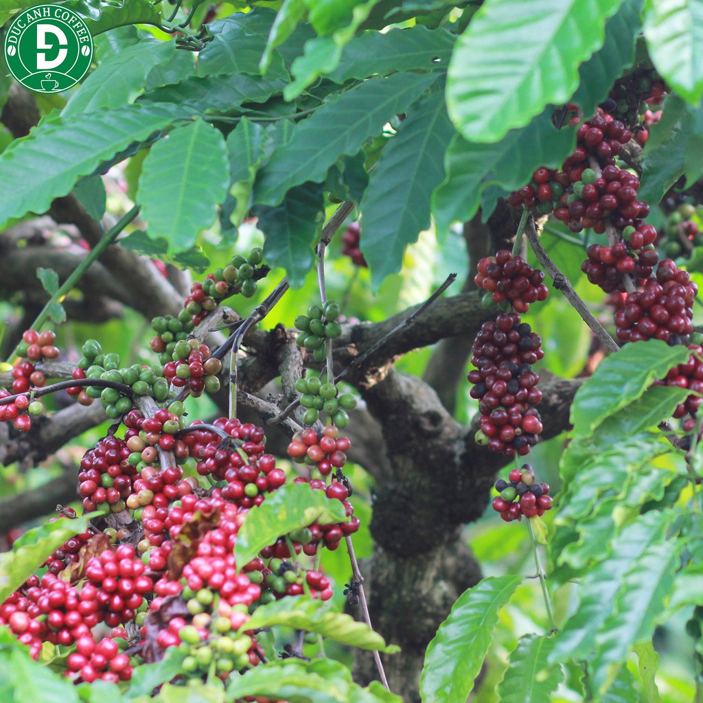 Cà phê nhân sống chưa rang - hàng chọn lọc kỹ - tỉ lệ chín cao - sản phẩm nông nghiệp sạch của nông dân cà phê Việt Nam