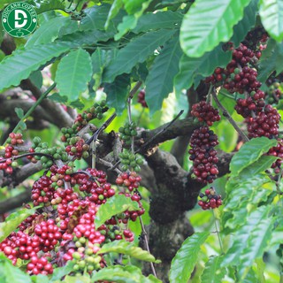 Cà Phê Đức Anh Robusta + Arabica