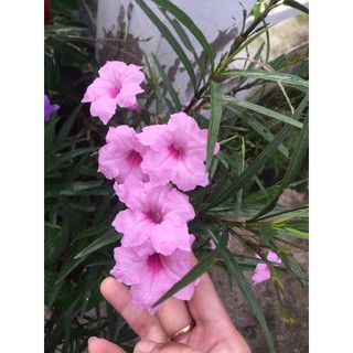 Cây chiều hồng, chiều tím
