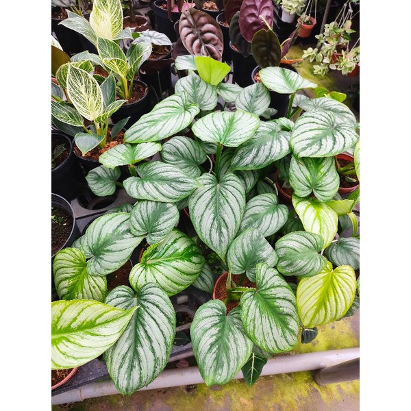 Chậu cứng Philodendron mamei