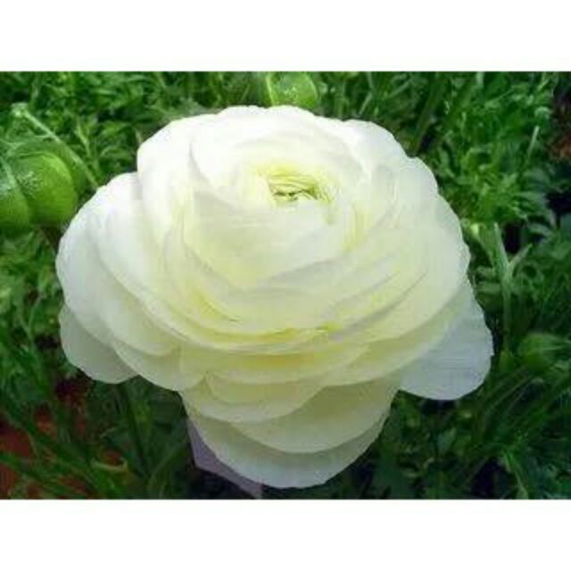 10 hạt hoa hồng mao lương - HỒNG RI BA TƯ