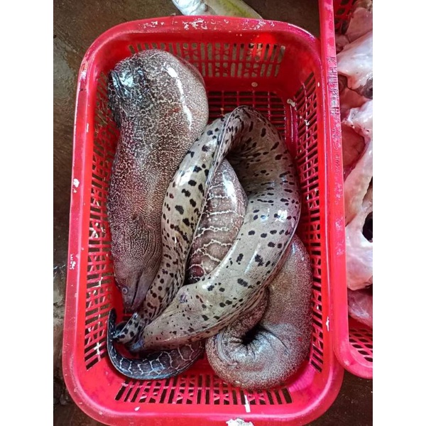 (Cá Tươi Biển Đảo) Chình Biển Đủ Size lớn nhỏ
