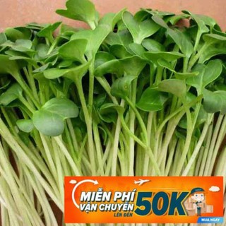 20g Hạt giống Rau mầm cải mầm lớn