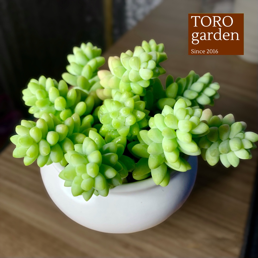 Sen đá 10 cây chuỗi ngọc bi trồng chậu chum kèm đất size mini cây cảnh trang trí nhà cửa Toro garden