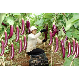 Hạt Giống Cà Tím Dài