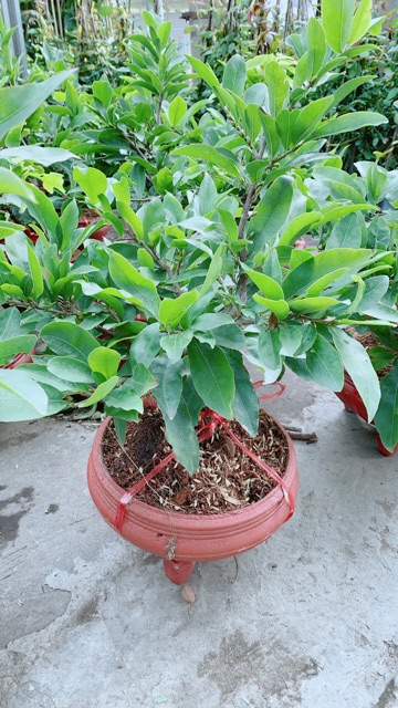 Chậu Mai Vàng