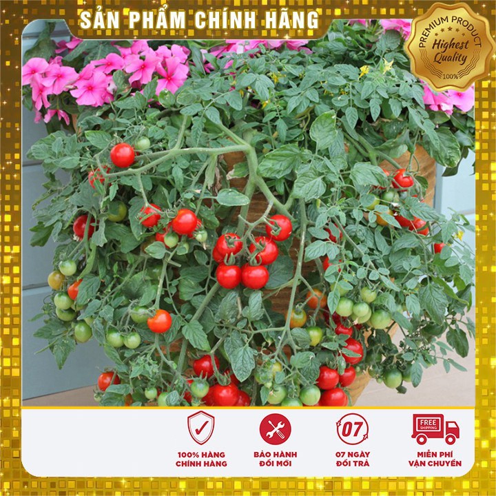 Hạt Giống Cà Chua Lùn Đỏ 30 Hạt [Bán Sỉ]