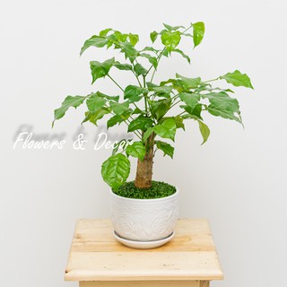 Cậy Hạnh Phúc Phong Thủy (𝙂𝙞𝙖𝙤 𝙝𝙖̀𝙣𝙜 𝙨𝙞𝙚̂𝙪 𝙩𝙤̂́𝙘 1𝙝)