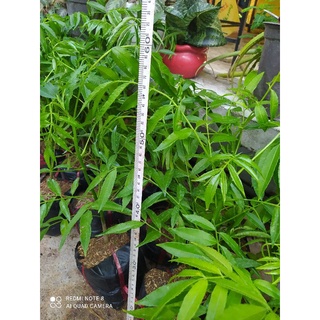 CÂY CÓC THÁI (CAO 60CM)