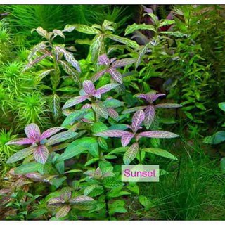 Cây Sunset - Cây cắt Cắm - Cây thủy sinh trung cảnh và hậu cảnh- cây thuỷ sinh dễ trồng không cần CO2