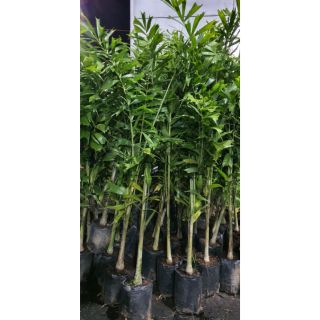 Cau đuôi chồn...