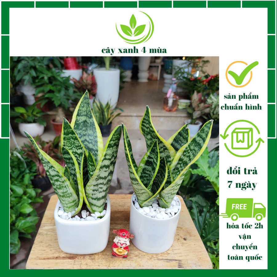 Cây lưỡi viền vàng Trang trí giúp lọc không khí văn phòng, phòng ngủ cao 30-35cm (chậu nhựa)