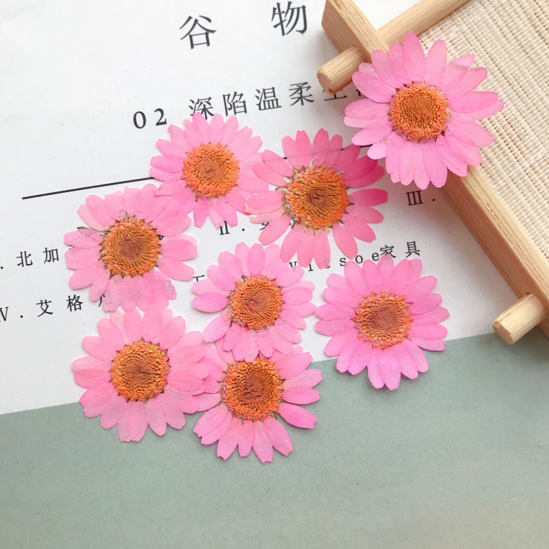 Set 12 Bông Hoa Cúc Ép - Cúc Hoạ Mi Các Màu Trang Trí, Làm Handmade