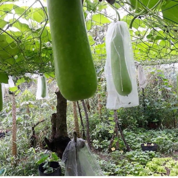 Túi Bao Mướp, Bầu, Bí , Túi Bao Trái Cây