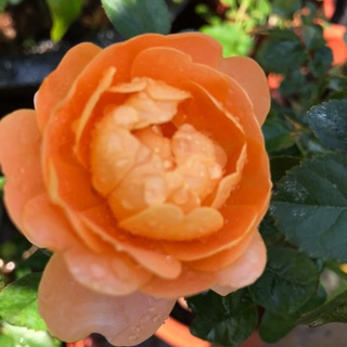 Chậu hoa hồng tezza cam cá hồi