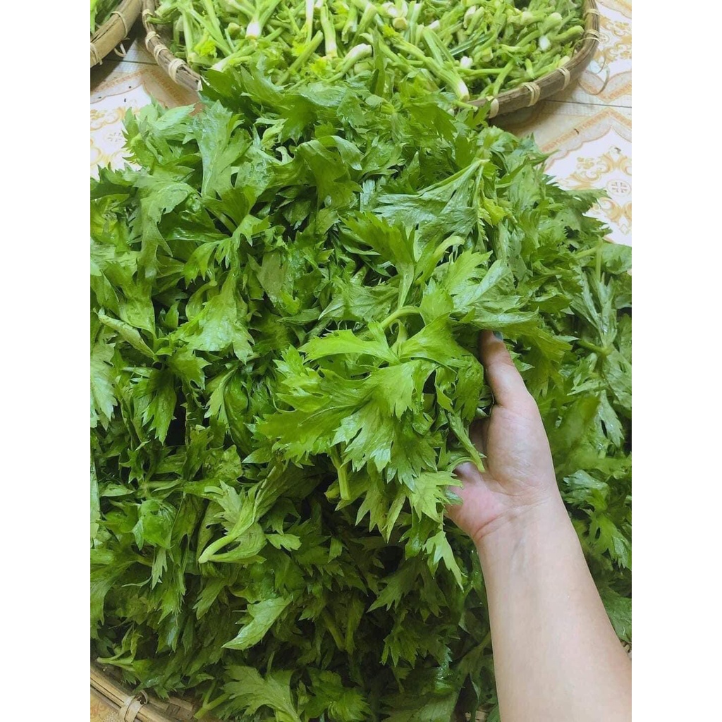 Bột Cần Tây Sấy Lạnh Nguyên Chất, Hũ Thủy Tinh 150gr