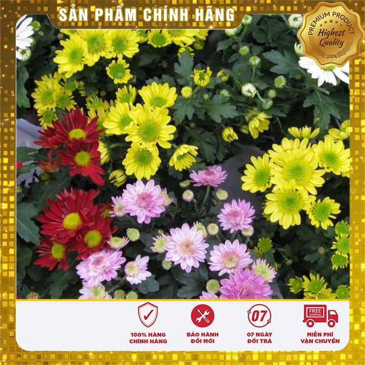 COMBO 02 gói hạt giống hoa cúc Đà Lạt TẶNG 1 phân bón