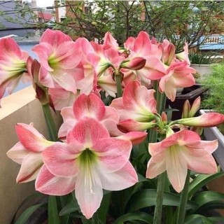 Củ hoa Lan Huệ Hồng Đào Ngậm Nụ hoa Tết (Cực dễ trồng, Củ To size 20-22, 24-25, 27-30)