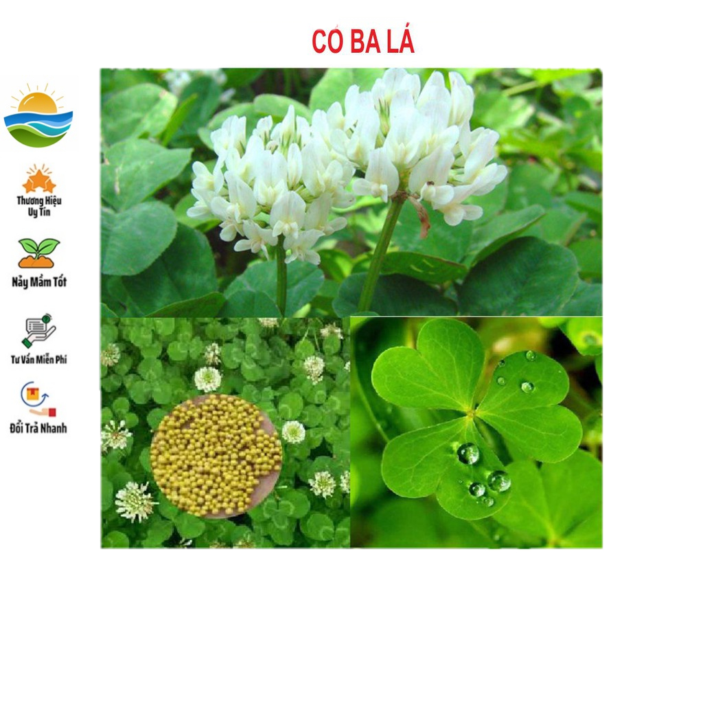 Hạt Giống Cỏ 3 lá, cỏ 4 lá - 50 Hạt