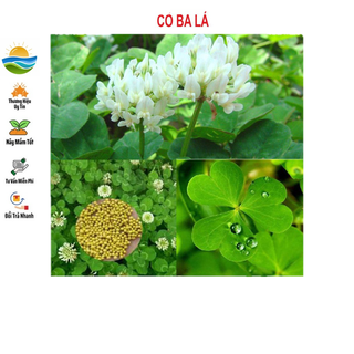 Hạt giống cỏ 3 lá, cỏ 4 lá - 50 hạt