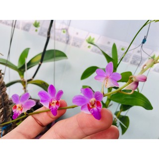 Hồ điệp rừng