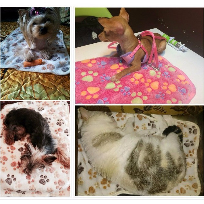 Thảm Mềnh Khăn Lông Xù Mềm Cho Chó Mèo 60*40cm