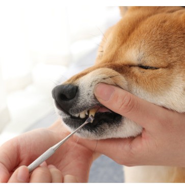dụng cụ lấy cao vôi răng cho chó mèo