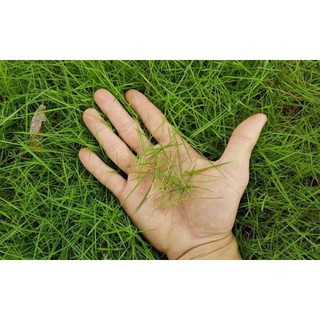 100 - hạt giống cỏ nhung nhật luckyseed hạt siêu rẻ