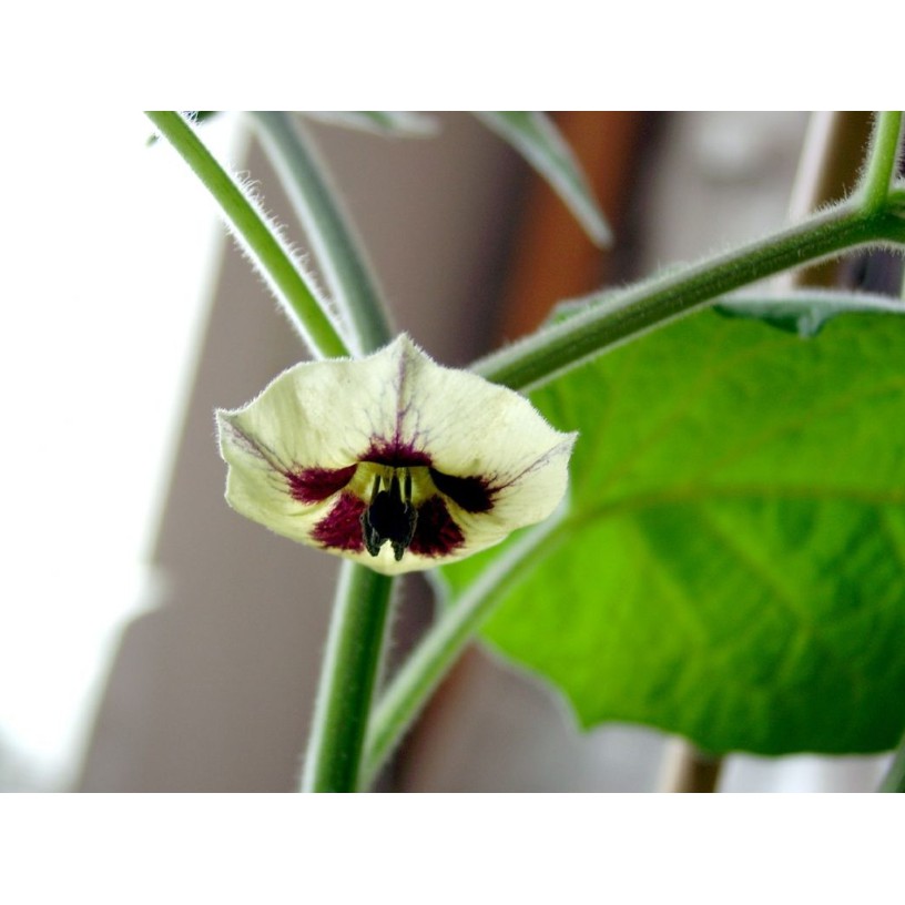 Hạt giống Tầm bóp - Thù Lù Nam Mỹ - GOLDEN BERRY - Gói 20 hạt