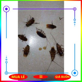 [SIÊU RẺ] thuốc diệt kiến rán sinh học tận gốc, thuốc bẫy mồi kiến gián hiệu quả giá rẻ