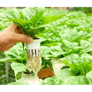 Combo 50 Rọ Thủy Canh + 50 Viên Nén Xơ Dừa