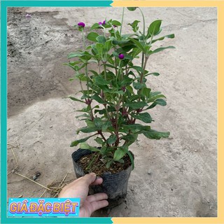 Cây cúc bách nhật đang có sẵn hoa và nụ cao 20cm