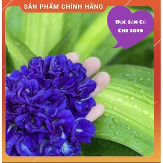 [Nhà trồng] Hoa đậu biếc khô