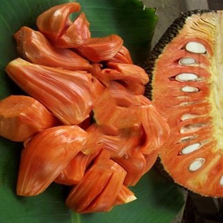 Cây giống mít ruột đỏ